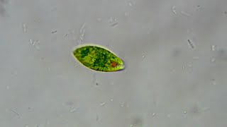 Euglena Devouring on Bacteria