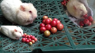 Hamster eating Makhob fruits.  the white Hamster, pet animal. funny hamster