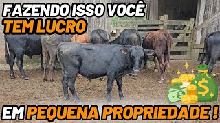 FAZENDO ISSO VOCÊ TEM LUCRO EM PEQUENA PROPRIEDADE !