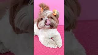 🐕 Théo #shihtzu #pets #shortsviral