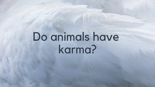 Do animals have karma? - Laila del Monte