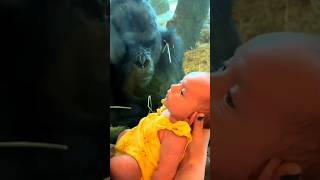 gorilla shows off baby to visitors at zoo #shorts