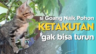 Kucing Naik Pohon Gak Bisa Turun