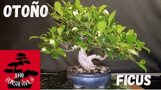 Pre bonsai de ficus procedente de estaca, pinzado #bonsai