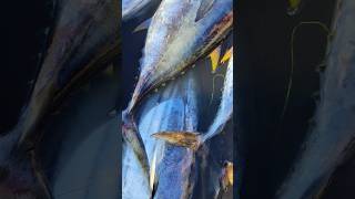 Ikan Tuna Sirip Kuning (Yellowfin Tuna) #shortsvideo #shortvideo