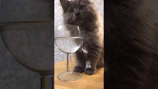 Water munchkin kitty cat girl