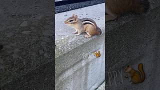 What is he saying??👀#chipmunk #doyouknow #鳴き声  #シマリス #chipmunkparadise