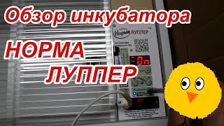 Обзор инкубатора НОРМА ЛУППЕР