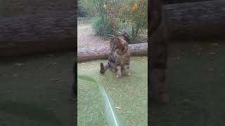 Sugar can leaf for cats to play with Alertness Territorial brother Cat Tigre