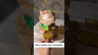 We are the champion. #olympics #cat #champion #catlover #kitten #kitty #catmeow #cute #catshorts