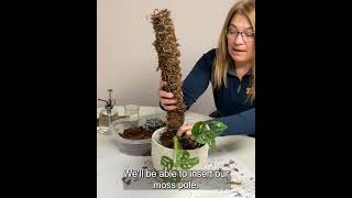 DIY Moss Pole