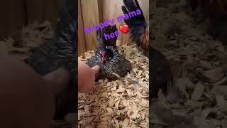 #chickens #mama #mom #youtuber #newvideo #subscriber #youtub #youtubevideo #shorts #viral #shortvid