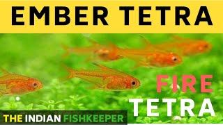 EMBER TETRA | My new fish