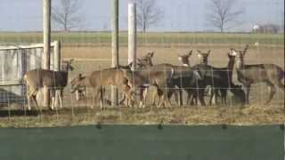 Amish Village Tour -Lancaster, PA