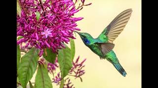 The Humming Birds of Costa Rica