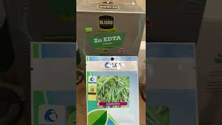 Advanta 509 Hybrid F1 Chilli Seed of LCI | Shehzadi | Hot pepper seed | ICI | Kissanghar