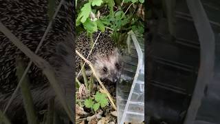 Ёж всё съел и спрятался от дождя под миску. #hedgehog #short #ёж