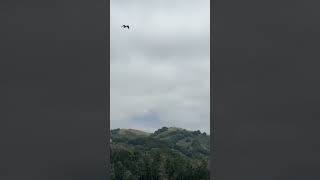 2024 Hawk Flying San Pablo Reservoir #nature  #lake