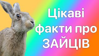 Цікаві факти про зайців 🐇