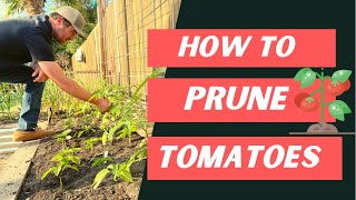 GROW BIG GARDEN TOMATOES with these pruning tips // Talking Tomatoes with Lucas