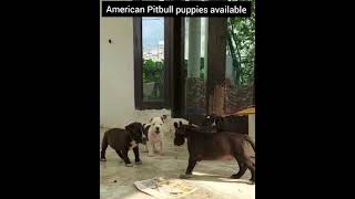 #Americanpitbull puppies sale #dogkennel #puppyssales#chennaidogkennel #dogforsales #banglore #pets