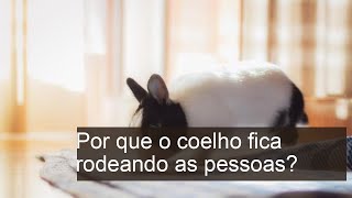 Por que o coelho fica rodeando as pessoas? - CAUSAS e O QUE FAZER