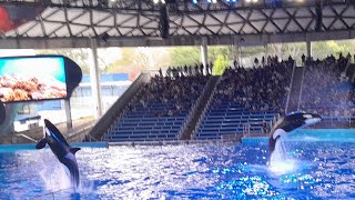 One Song Orca Encounter SeaWorld San Antonio 11/18/23