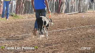 EL SECRETARIO VS EL JIPY (PERRO) EN TASTE LAS PALMAS