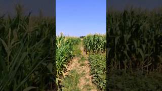 Maize and mung bean intercropping... #shorts #agriculture #maize #mungbean #intercropping #viral