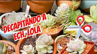 Decapitando a minha ECHEVERIA LOLA E + SUPER DICAS !!!