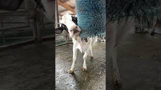 Love the brush. #adeline #cowsmakemehappy #dairy #cows #farm #holstein #dairyfarm