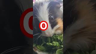 tap the circle #animals #youtubeshorts #pets