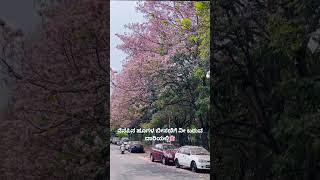 Bengaluru blooming🌸📍 #pinkflower #mydump #kannadaoldsongs #love #viralvideos #reels #summer #summers