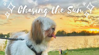 Ice Cream and Sunsets with Chase the Shih Tzu