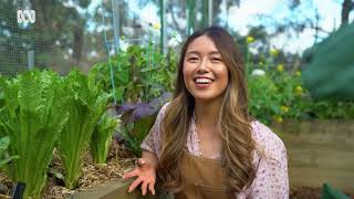 Asian Veggie Gardening with ABC Australia!