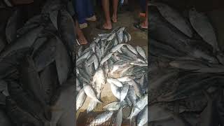 ଚନ୍ଦନିପାଳ fish market 🐠🐠🐠