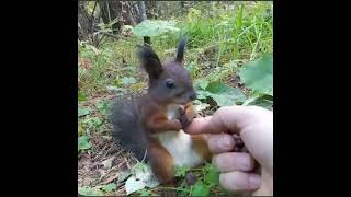 THE SQUIRREL WAS SHOCKED BY THE VALUE IT SAW. #squirrel #worldanimals #interesting #thisisreal