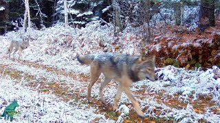 Wiyapka Lake Pack travels through snowy woods in fall