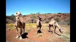 Alice Springs Camel Farm