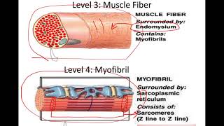 Muscle Physiology 1