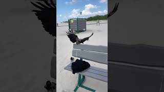 Crows on the Beach Picking Food Shorts