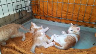 very lovely newborn baby kittens playing together