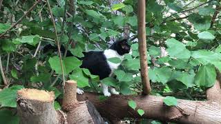 kitty in da tree……