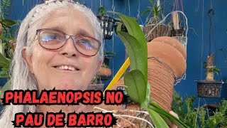 🟣COMO PLANTAR ORQUIDEA PHALAENOPSIS NO PAU DE BARRO