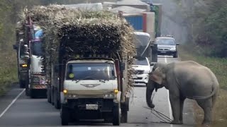 WHY DOES AN ELEPHANT🐘 STOP TRUCKS WITH SUGAR CANE | 👍ANIMALS