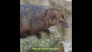 Narrow Striped Mangoes hunt #hunting #animals #mangoes