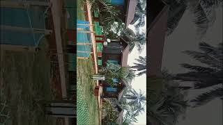 coconut garden@mahini debbarma vlog