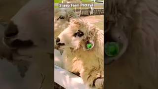 Sheep Farm Pattaya ฟาร์มแกะพัทยา