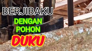 PROSES PENGGERGAJIAN POHON DUKU