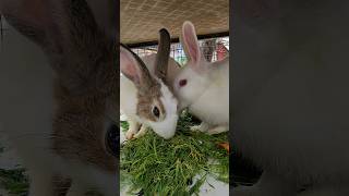 cute rabbits 🐇🥬 #rabbit #bunnies #bunny